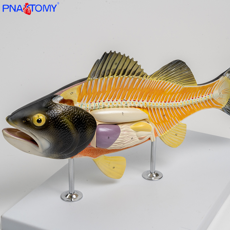 自然大鲈鱼模型仿真内脏器官解剖模型生物教学实验 水产养殖教具