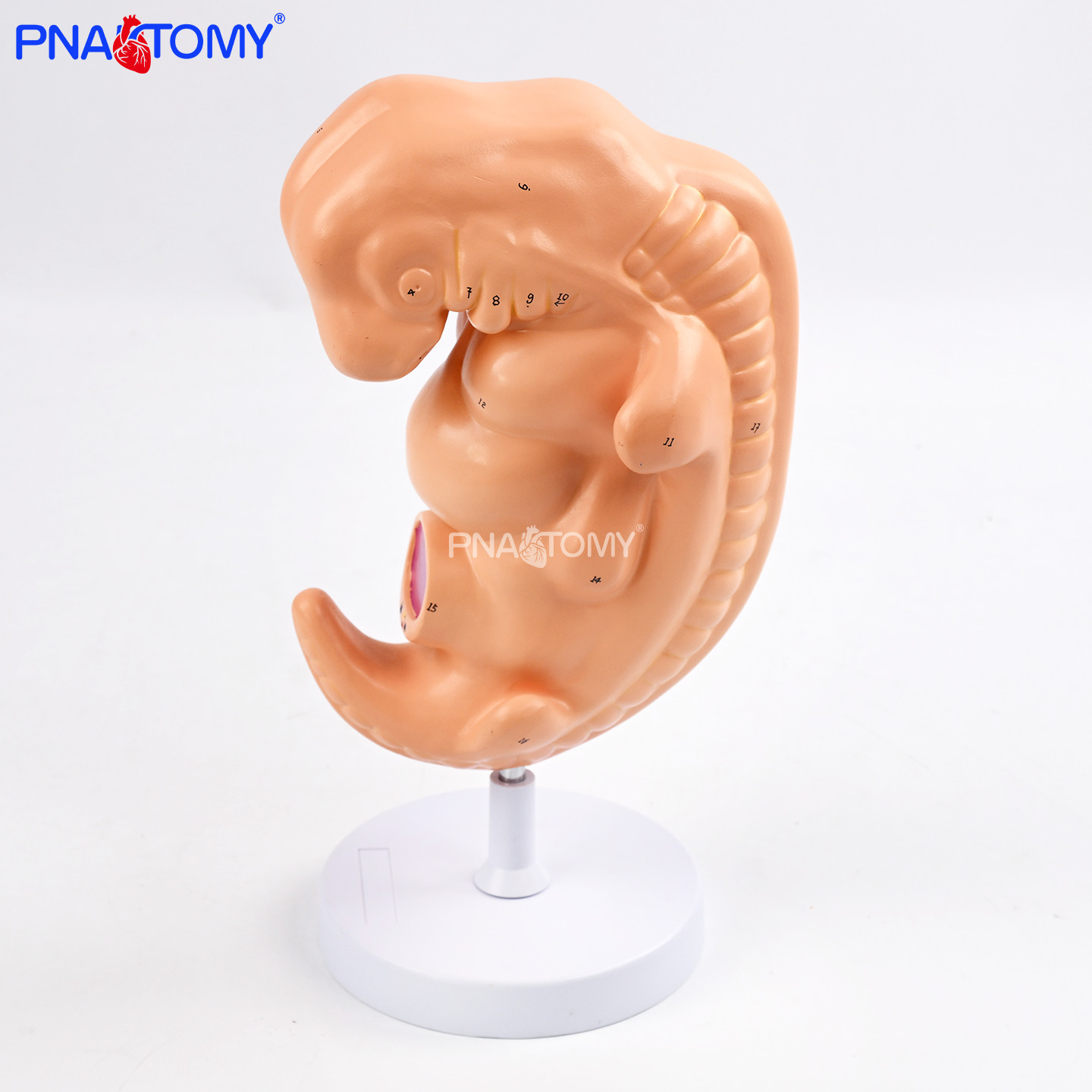 一比一第4周胚胎模型 人体胚胎发育教具 生物教学展示道具 胎儿,文具电教/文化用品/商务用品,教学标本/模型,淘宝优惠券,粉丝福利购,淘宝优惠卷