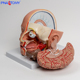 血管脑干脑神经唾液腺鼻腔 人体头部结构大脑解剖模型可拆卸拼装