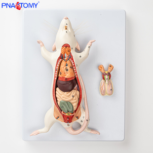 小白鼠解剖模型老鼠内脏器官构造解剖生物教学实验动物解剖畜牧业