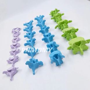 彩色人体颈椎腰椎胸椎寰椎枢椎脊柱骨骼骨架模型一比一仿骨推拿