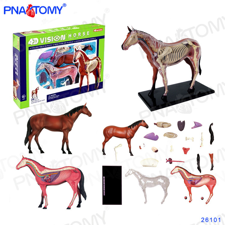 4d master 马解剖模型马骨骼宠物医院研究教学解剖用品马器官模型