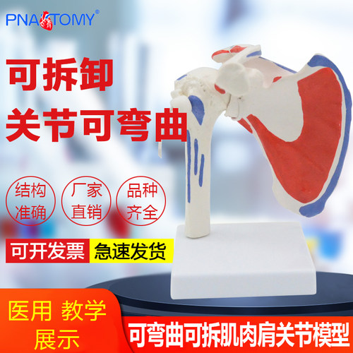 肌肉起止点可活动康复骨骼模型