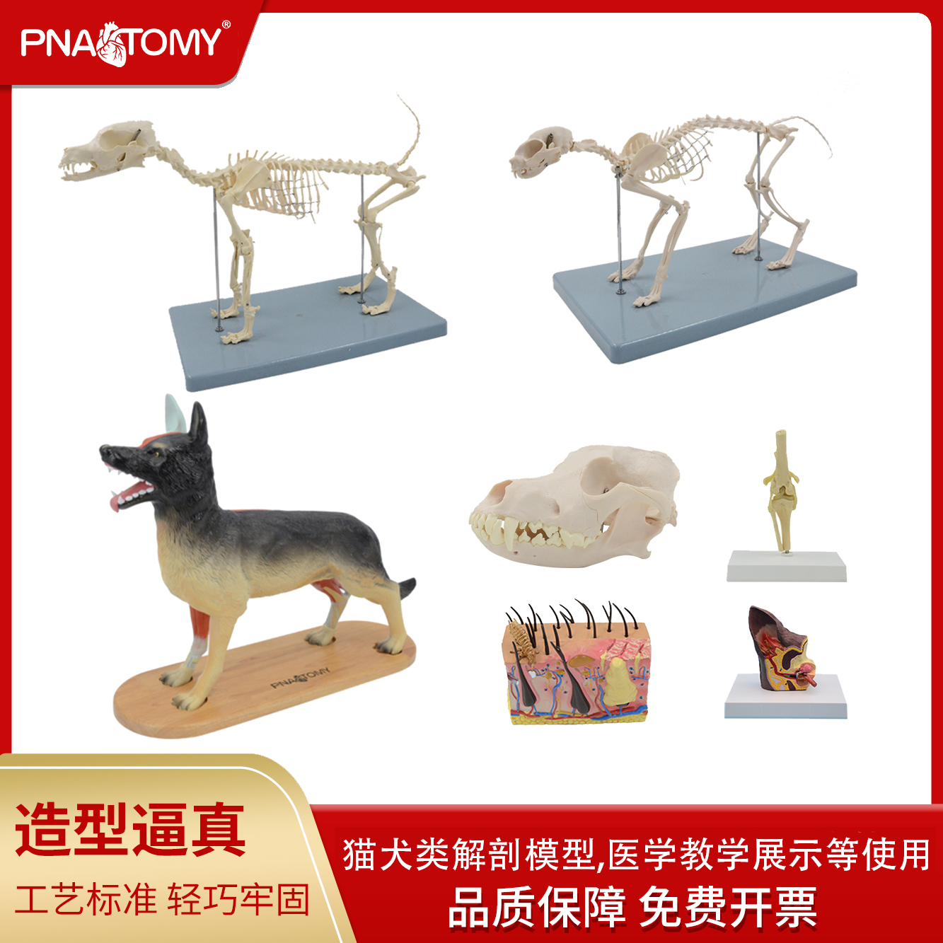 狗骨骼模型犬科头骨牙齿耳朵皮肤猫狗骨架解剖模型教学展示用品 玩具/童车/益智/积木/模型 其他模型玩具 原图主图