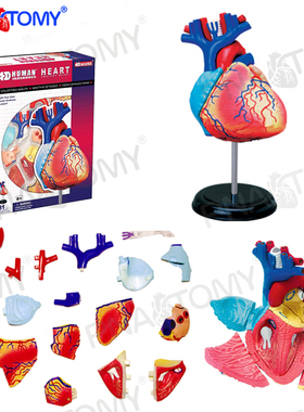 4D MASTER 26052心脏解剖模型 可拆31部件心室心房教学益智拼装用