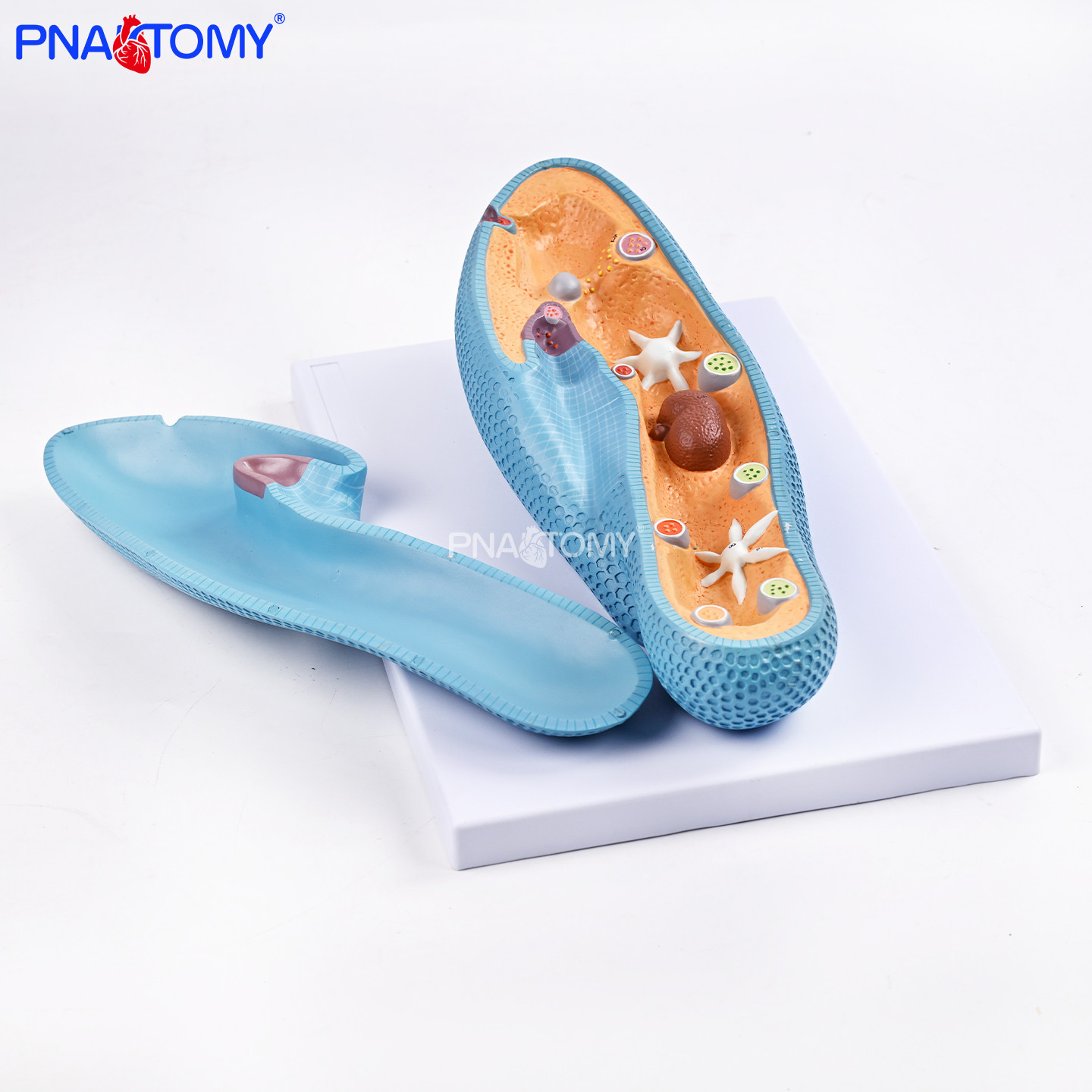 草履虫标本生物教学实验模型学生观察专用实验室生物课演示教具,文具电教/文化用品/商务用品,教学标本/模型,淘宝优惠券,粉丝福利购,淘宝优惠卷