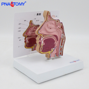鼻腔模型鼻窦鼻甲 口鼻咽喉解剖教具 1比1上颌窦鼻子教具教学展示