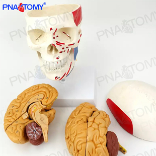 1：1人体头颅骨大脑结构颅脑颈椎神经外科解剖模型可拆分医用标本