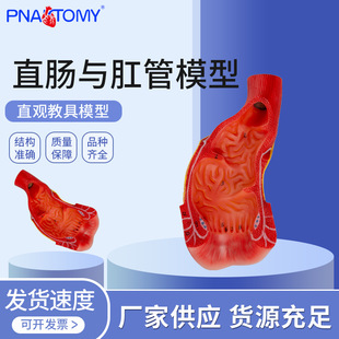直肠与肛管模型 消化系统生殖系统解剖教学模具 肛肠科展示教具