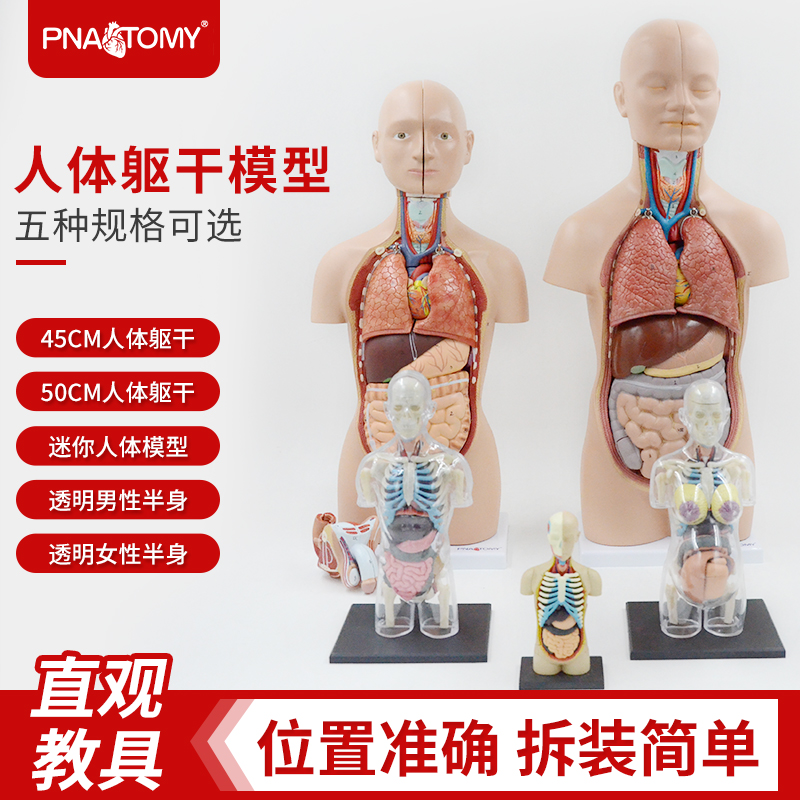 人体解剖模型内脏心脏r器官结构全身可拆卸医学教学躯干科普玩