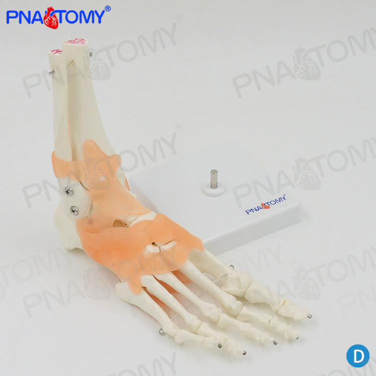 pnatomy 人体六大关节模型膝关节髋关节肩关节模型肘关节踝关节