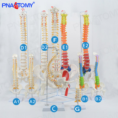 Pnatomy 人体脊柱模型彩色骨骼脊椎成人1:1颈椎胸椎肋骨骨盆正骨