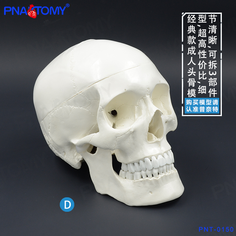 PNATOMY 1比1真人大小经典白色头骨模型颅骨解剖雕塑美术绘画用 玩具/童车/益智/积木/模型 其他模型玩具 原图主图