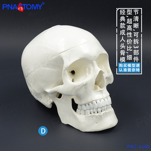 PNATOMY 白色头骨模型颅骨解剖雕塑美术绘画用 1比1真人大小经典
