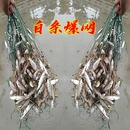 0.5指沉网浮网单层渔网白条粘网餐鱼1指捕小鲫鱼网挂子马口沾丝网