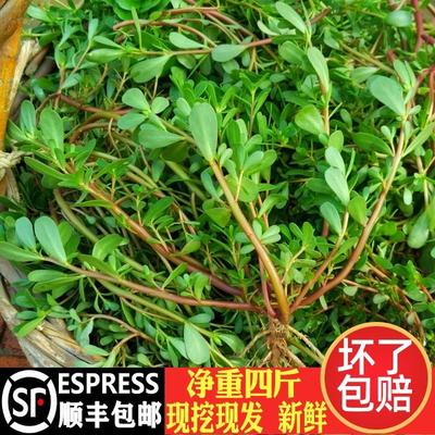 马齿苋菜新鲜包邮现摘马齿菜马蜂菜野地马齿笕1-4斤食用野菜现挖