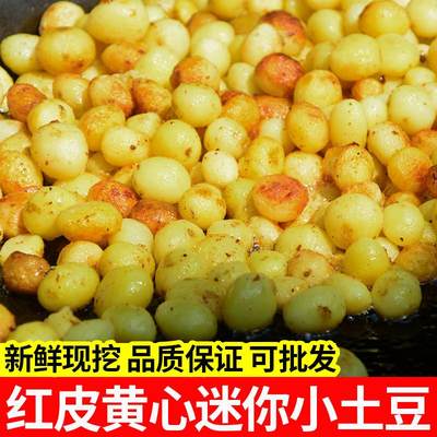 云南高山迷你小土豆新鲜10斤装农家自种商用红皮珍珠黄心洋芋