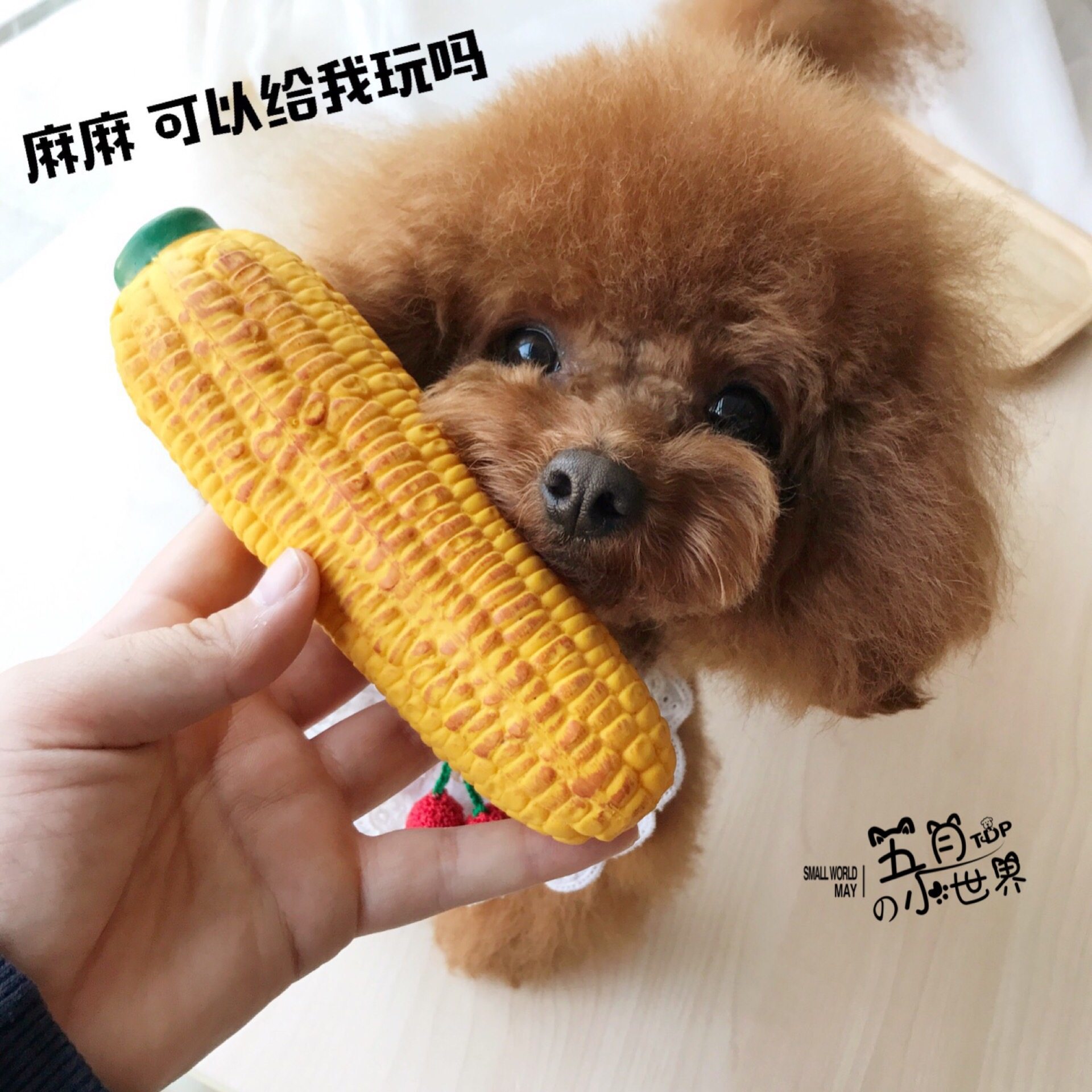 五月超爱 逼真碳烤玉米狗狗发声玩具魔性的声音玩不停|ruв категории животное/Животное питание и принадлежностей, кошка/собака игрушка, звучание игрушка - от Buy2taobao.com для оказания профессиональной услуги покупки агента Taobao