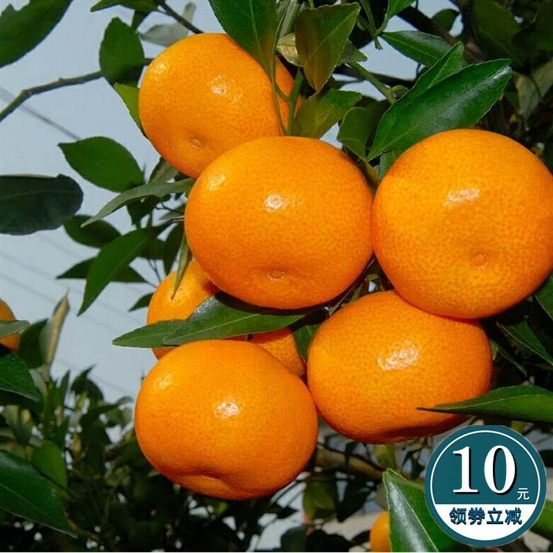 黄岩蜜桔皮薄化渣甘甜蜜桔送礼