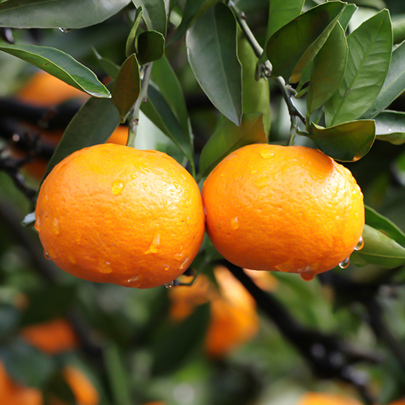 正宗黄岩蜜桔本地早新鲜采摘当季水果宫川蜜橘香甜产地直发送礼