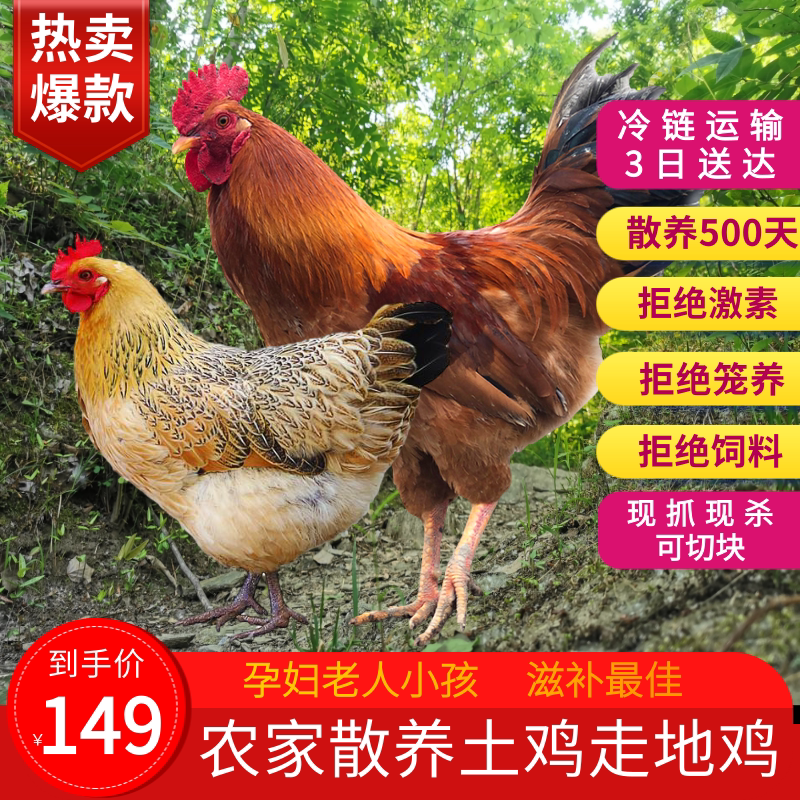 正宗农家纯散养2年新鲜无饲料
