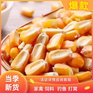 新鲜干玉米粒喂鸡鸭鹅牛羊鸽粮包谷粒干玉米粒低价玉米种子玉米籽