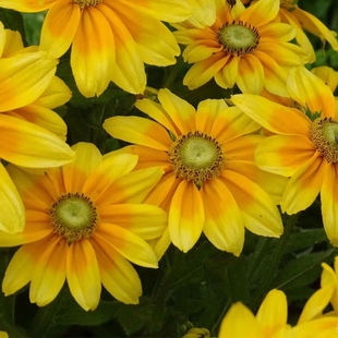 金光菊种子花籽黑心菊花种子 耐旱耐热黑眼菊草花海景观工程园林