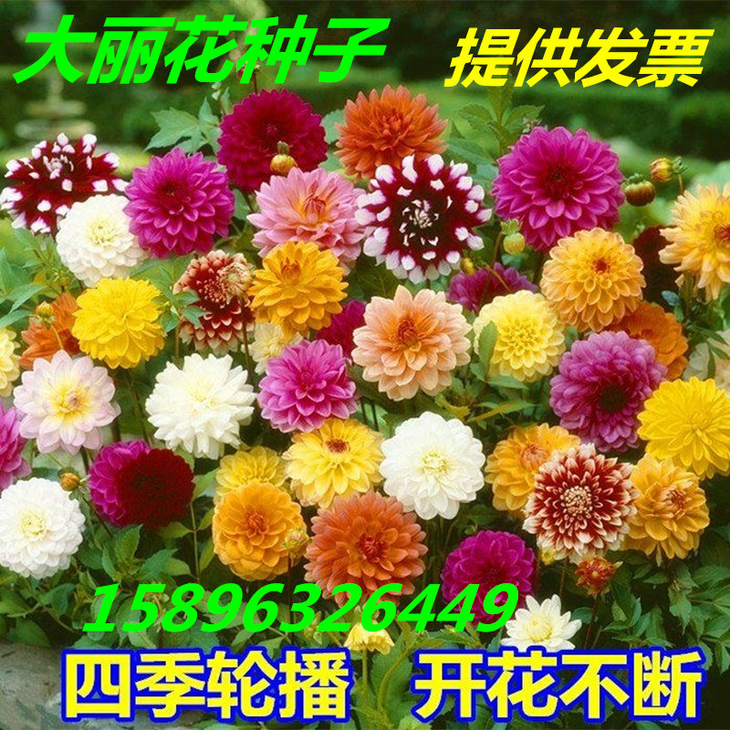 混色大丽花种子小丽花种子四季播家庭园艺种子