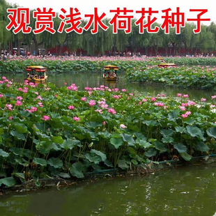 碗莲种子四季播种易活鱼塘池塘阳台盆栽水生植物观赏荷花种子