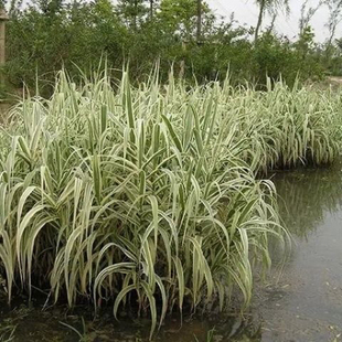 花叶芦竹种子四季播种易活耐寒多年生宿根草籽水生植物净化水质