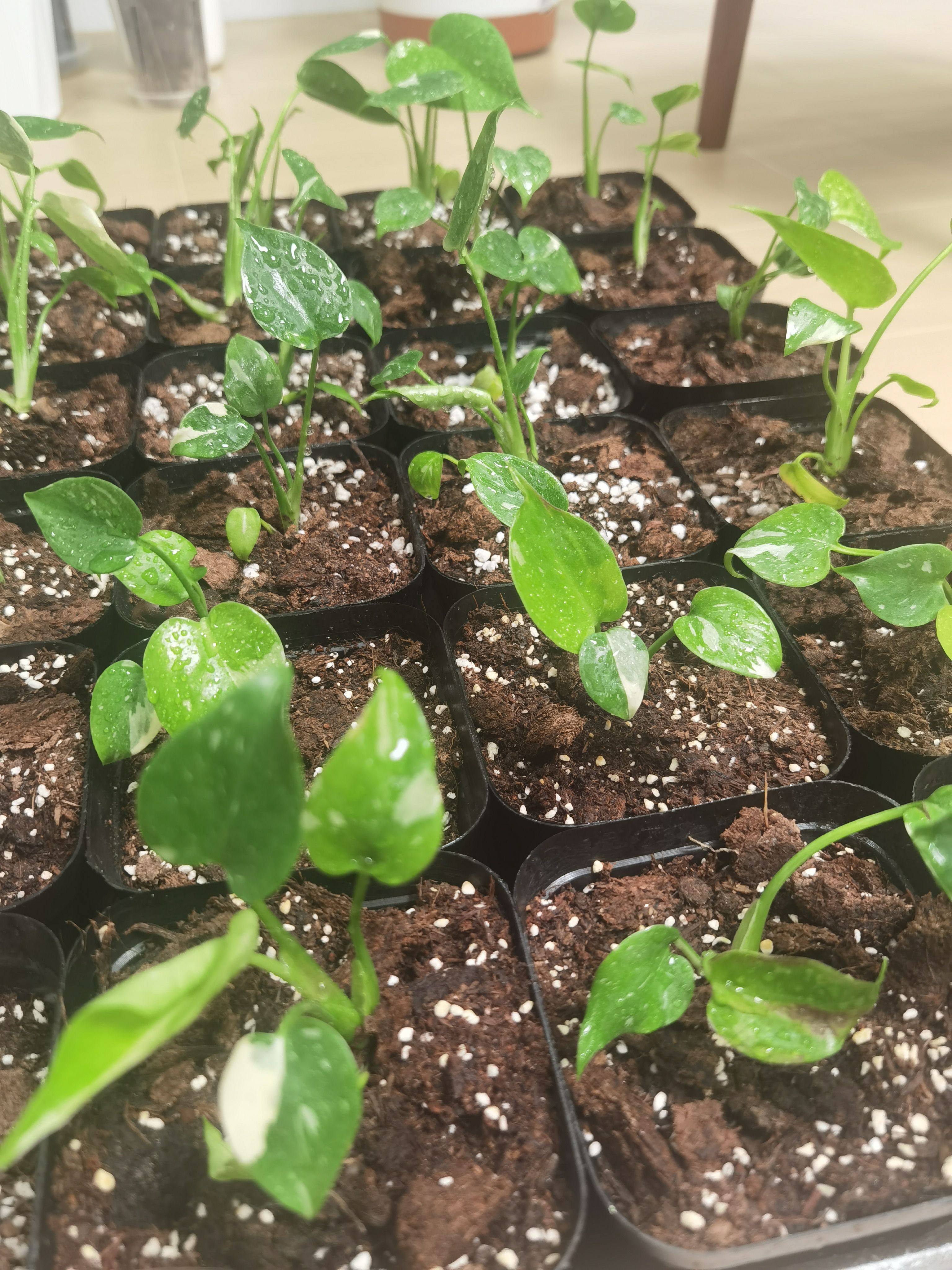 洒金龟背竹小苗锦化龟背竹