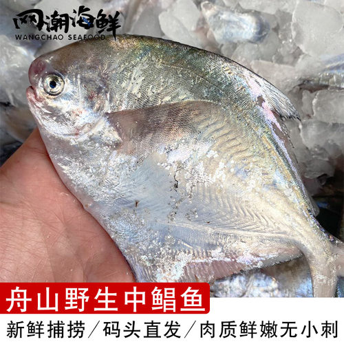 新鲜野生银鲳鱼价格_新鲜野生银鲳鱼图片- 星期三