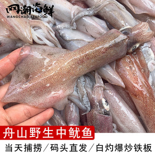 舟山硬皮鱿鱼 东海笔管火吹筒仔句公 新鲜鱿鱼1斤5-7只 3斤包邮