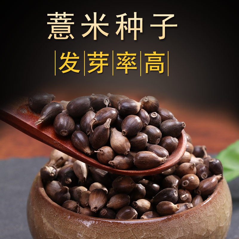 薏米种子 纯新中药材种苗草珠子薏苡仁种子包发芽指导种植