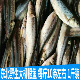 正宗东北大柳根鱼冷水鱼开河鱼淡水鱼柳根鱼鲜活速冻包邮土特产