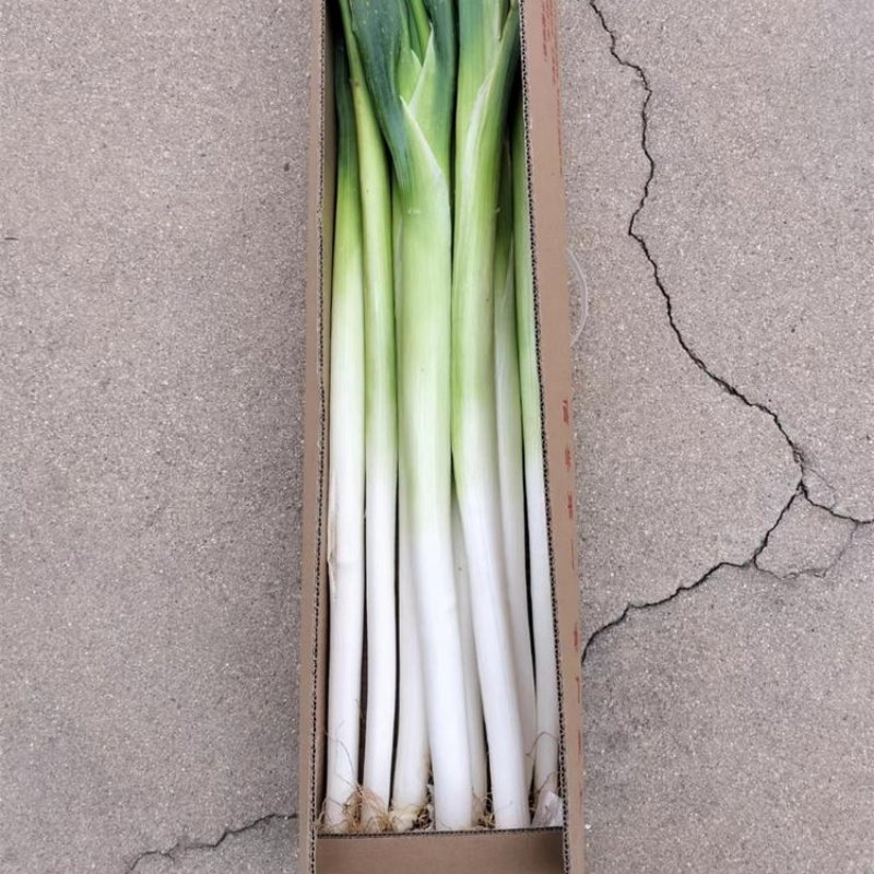 章丘大葱丨辣味稍淡微清甜 脆嫩可口 葱白很大 非常脆易断裂 顺丰