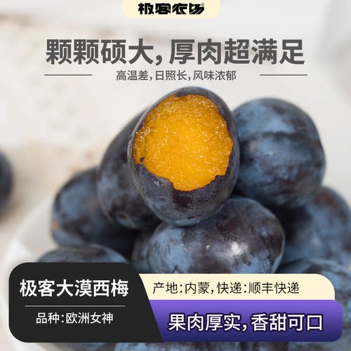 极客大漠西梅（欧洲女神）果肉厚实 香甜可口 风味浓郁 顺丰快递