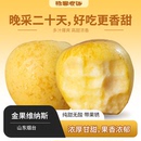 纯甜 金果带果锈 黄金维纳斯 烟台苹果 果肉硬脆 维纳斯苹果