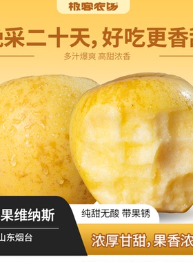 维纳斯苹果 | 纯甜 黄金维纳斯 果肉硬脆 烟台苹果 金果带果锈 SF