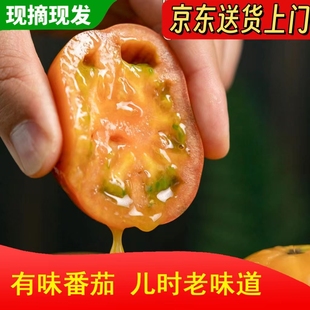 有味番茄6号果爆汁甜脆味浓生吃水果番茄西红柿京东快递 极客农场