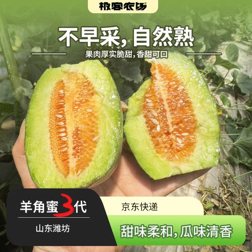 三代羊角蜜丨 高成熟度采摘 果肉厚实 清新甜蜜 3代果型矮胖小