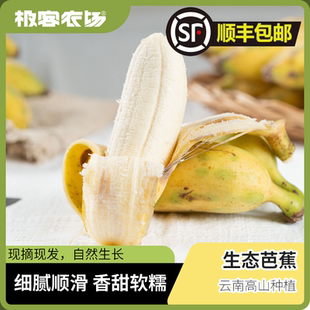 极客农场生态芭蕉当季 新鲜水果云南生态种植高山芭蕉软糯甜小米蕉
