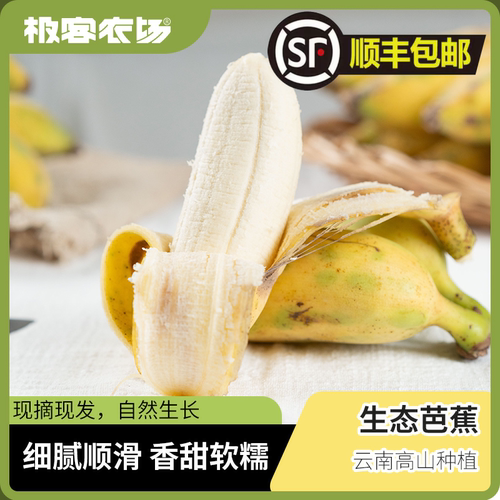 极客农场芭蕉原生态种植