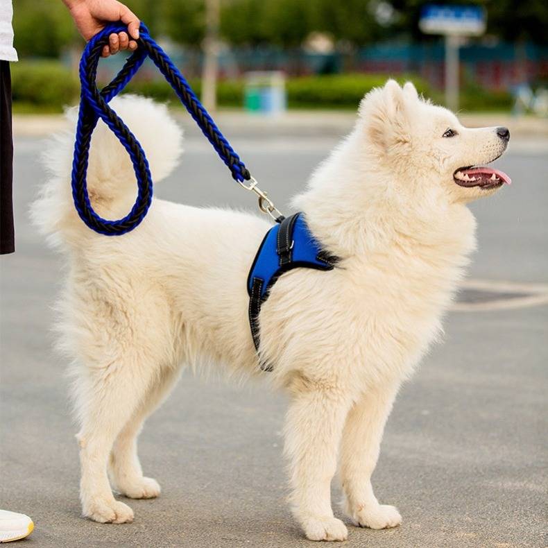 狗狗牵引绳胸背带大型犬项圈狗链