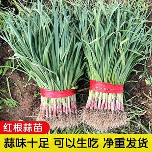 河南特产本地新鲜红皮蒜苗农家自种新鲜蔬菜小香蒜紫皮蒜红根蒜