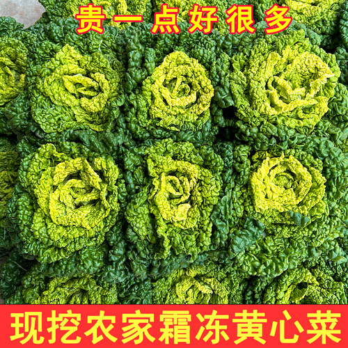 河南新鲜霜冻黄心菜卷心菜