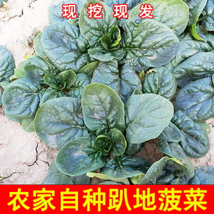新鲜河南霜冻趴地红根菠菜现挖现发新鲜农家自种火锅小菠菜青菜5