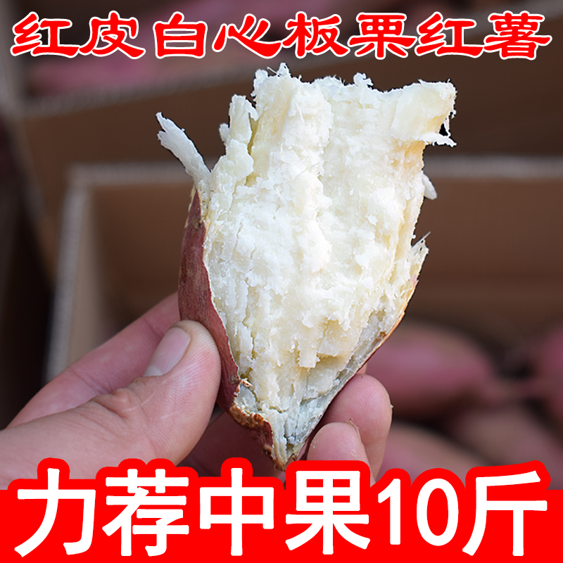 现挖河南白心板栗薯粉面香甜