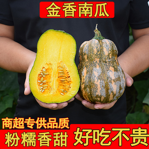 金香小南瓜甜糯正宗花生南瓜香甜农家新鲜现摘南瓜宝宝辅食蔬菜