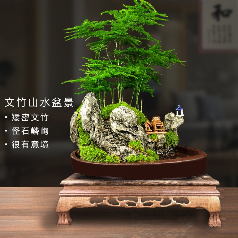山水文竹盆景植物室内老桩盆栽花卉松树造景罗汉松小摆件客厅绿植